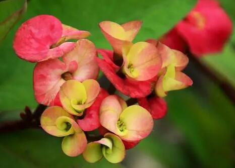 虎刺梅花語是什麼 這種花應該怎麼種植 25