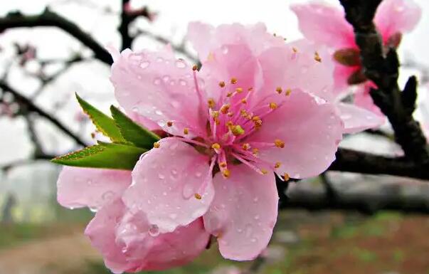 桃花花語及代表意義是什麼 桃花有什麼象徵意義 5