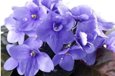 這些關於紫羅蘭花語你全部都知道嗎 13