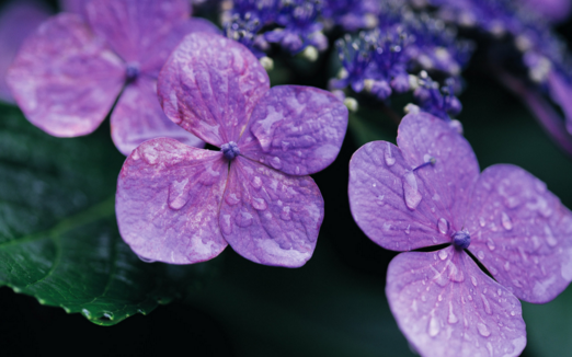這些關於紫羅蘭花語你全部都知道嗎 7