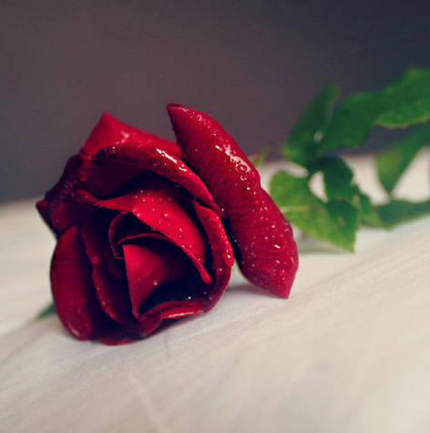 玫瑰花語是什麼？不同玫瑰品種的不同花語 1