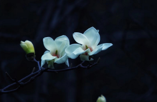 純白的木蘭花花語給生活帶來聖潔 9