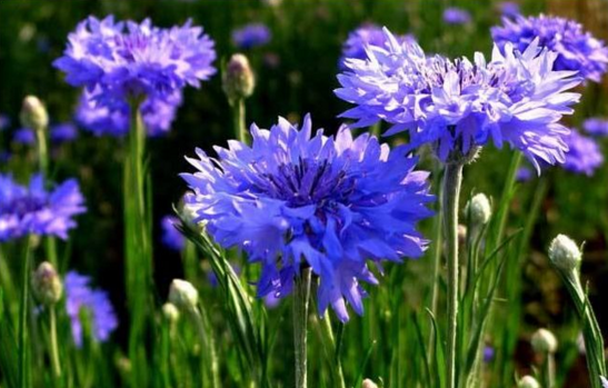 藍色和紫色的矢車菊花語帶來純潔的幸福 7